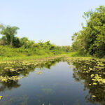 Marketing agency Epe Mangroves